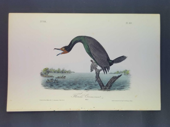 Audubon First Edition Octavo Plate No. 417 Florida Cormorant