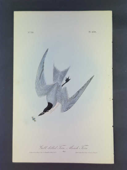 Audubon First Edition Octavo Plate No. 430 Gull-Billed Tern