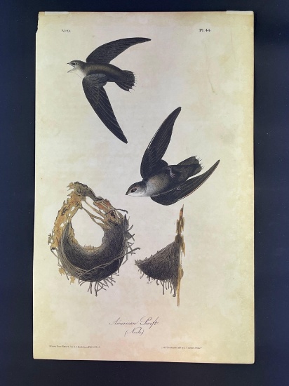 Audubon First Edition Octavo Plate No. 44 American Swift