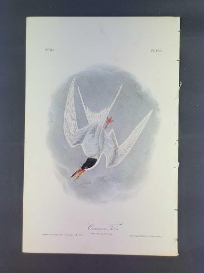 Audubon First Edition Octavo Plate No. 433 Common Tern