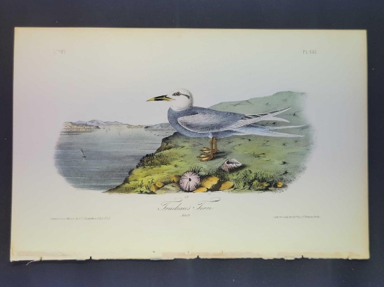 Audubon First Edition Octavo Plate No. 435 Trudeau's Tern