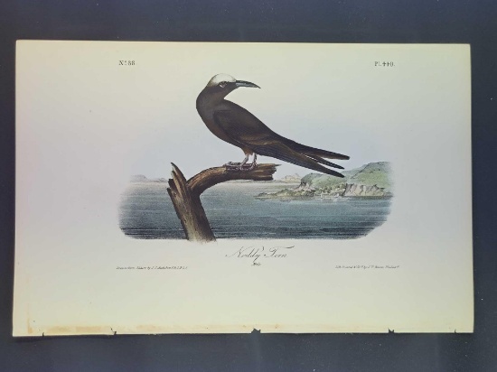 Audubon First Edition Octavo Plate No. 440 Noddy Tern