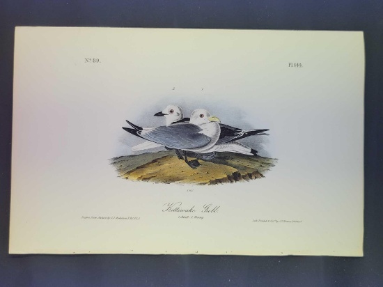 Audubon First Edition Octavo Plate No. 444 Kittiwake Gull