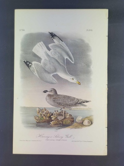 Audubon First Edition Octavo Plate No. 448 Harring or Silvery Gull
