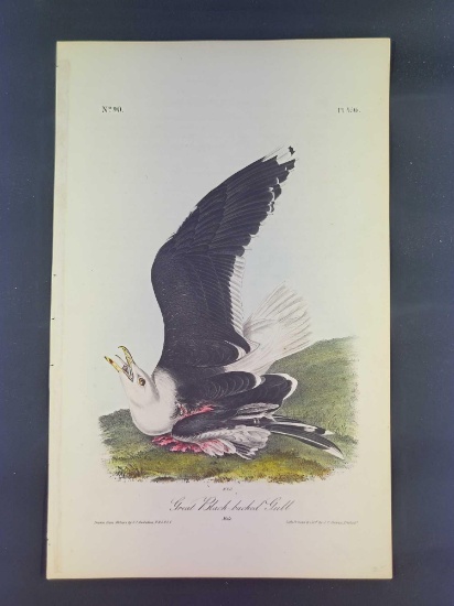 Audubon First Edition Octavo Plate No. 450 Great Black-backed Gull