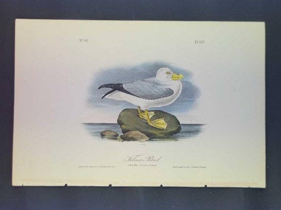 Audubon First Edition Octavo Plate No. 455 Fulmar Petrel