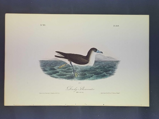 Audubon First Edition Octavo Plate No. 458 Dusky Shearwater