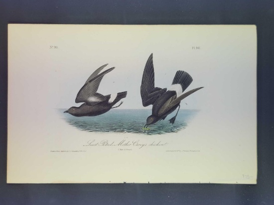Audubon First Edition Octavo Plate No. 461 Least Petrel - Mother Carey's chicken