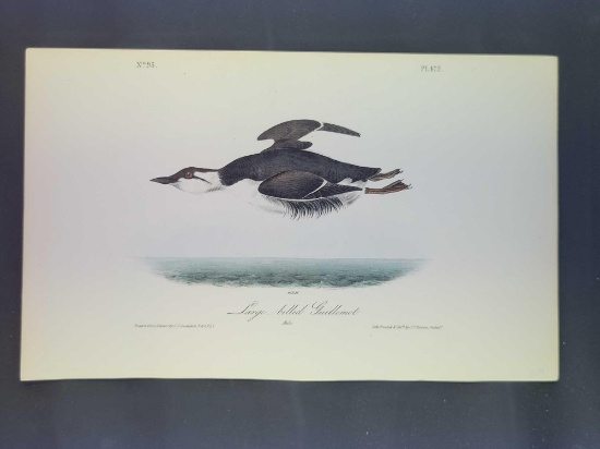 Audubon First Edition Octavo Plate No. 472 Large-billed Guillemot