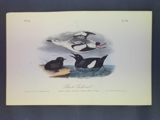 Audubon First Edition Octavo Plate No. 474 Black Guillemot