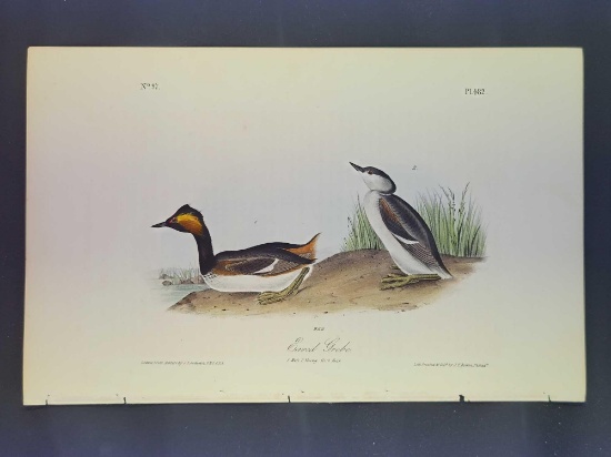 Audubon First Edition Octavo Plate No. 482 Eared Grebe