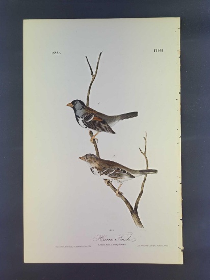 Audubon First Edition Octavo Plate No. 484 Harris' Finch