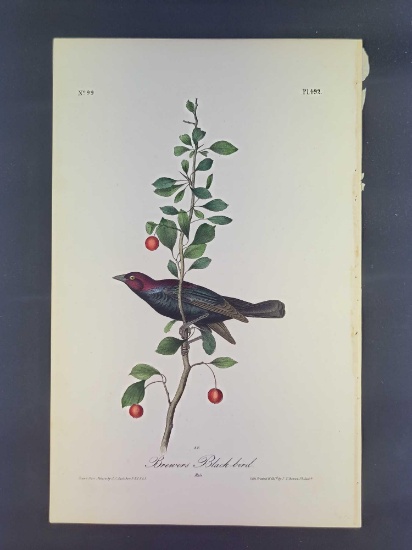 Audubon First Edition Octavo Plate No. 492 Brewers Black-bird