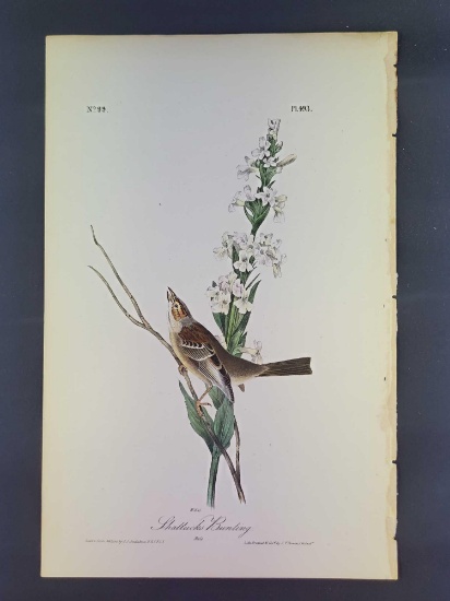 Audubon First Edition Octavo Plate No. 493 Shattucks Bunting