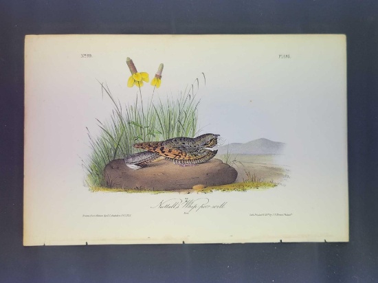 Audubon First Edition Octavo Plate No. 495 Nuttall's Whip-poor-will