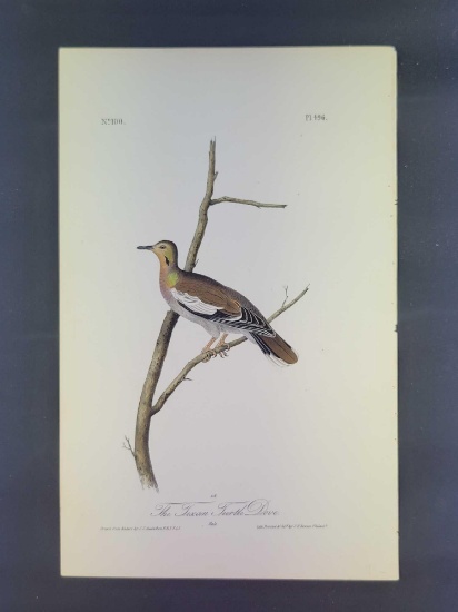 Audubon First Edition Octavo Plate No.