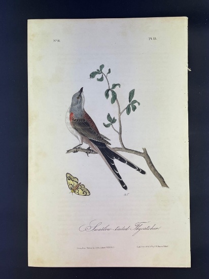 Audubon First Edition Octavo Plate No. 53 Swallow-tailed Fly Catcher