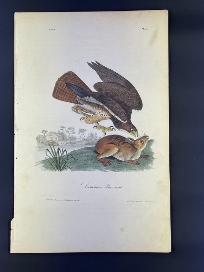 Audubon 1st Ed. Octavo Pl. 6 Common Buzzard