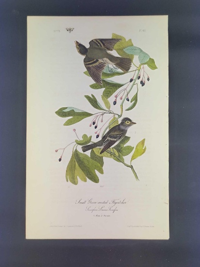 Audubon First Edition Octavo Plate No 62 Small Green-crested Flycatcher