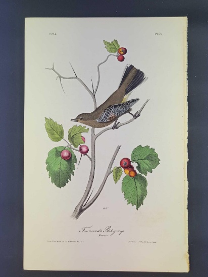 Audubon First Edition Octavo Plate No. 69 Townsend's Ptilogonys