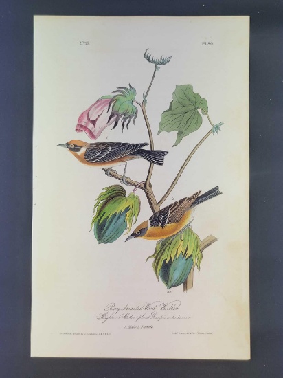 Audubon First Edition Octavo Plate No 80 Bay-breasted Wood-Warbler