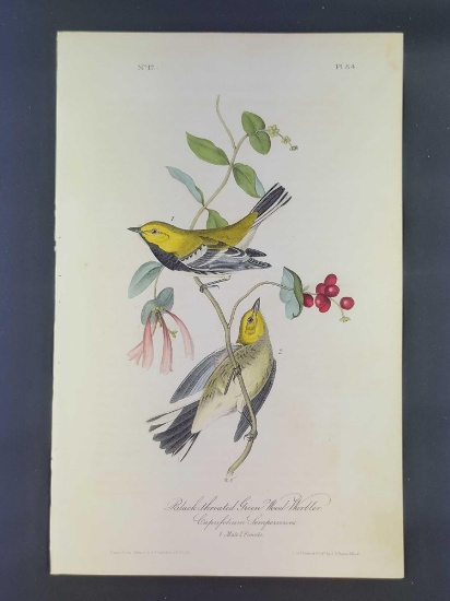 Audubon First Edition Octavo Plate No 84 Black-throated Green Wood Warbler