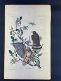 John James Audubon Plate 10 Broad-Winged Buzzard