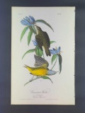 Audubon First Edition Octavo Plate No 99 Connecticut Warbler