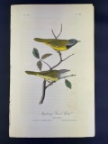 Audubon First Edition Octavo print Plate No. 100 Macgillivray's Ground-Warbler