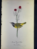 Audubon First Edition Octavo print Plate No. 101 Mourning Ground Warbler