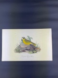 Audubon First Edition Octavo print Plate No. 103 Delafield's Ground-Warbler