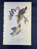 Audubon First Edition Octavo print Plate No. 105 Worm-eating Swamp Warbler