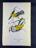 Audubon First Edition Octavo print Plate No. 106 Prothonotary Swamp-Warbler