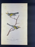 Audubon First Edition Octavo print Plate No. 107 Golden-winged Swamp-Warbler