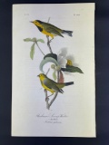 Audubon First Edition Octavo print Plate No. 108 Bachman's Swamp-Warbler
