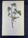 Audubon First Edition Octavo print Plate No. 110 Tennessee Swamp Warbler