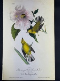 Audubon First Edition Octavo print Plate No. 111 Blue-winged Yellow Swamp-Warbler