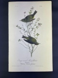 Audubon First Edition Octavo print Plate No. 112 Orange-crowned Swamp Warbler