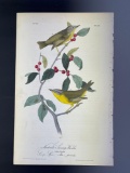 Audubon First Edition Octavo print Plate No. 113 Nashville Swamp-Warbler