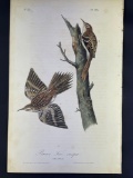 Audubon First Edition Octavo print Plate No. 115 Brown Tree-creeper