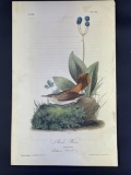 Audubon First Edition Octavo print Plate No. 116 Rock-Wren