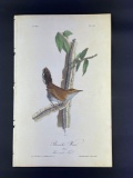 Audubon First Edition Octavo print Plate No. 118 Bewick's Wren