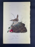 Audubon First Edition Octavo print Plate No. 119 Wood Wren
