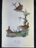 Audubon First Edition Octavo print Plate No. 121 Winter Wren