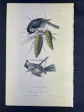 Audubon First Edition Octavo Print Plate No. 125 Crested Titmouse