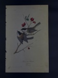 Audubon First Edition Octavo print Plate No.126 Black Cap Titmouse