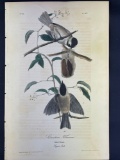 Audubon First Edition Octavo print Plate No. 127 Carolina Titmouse