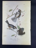 Audubon First Edition Octavo print Plate No. 128 Hudson's Bay Titmouse