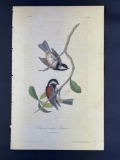 Audubon First Edition Octavo print Plate No. 129 Chestnut-backed Titmouse