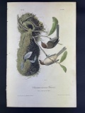 Audubon First Edition Octavo print Plate No. 130 Chestnut-Crowned Titmouse
